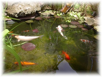 Unser eigener Teich - GFK - 1.500 ltr.